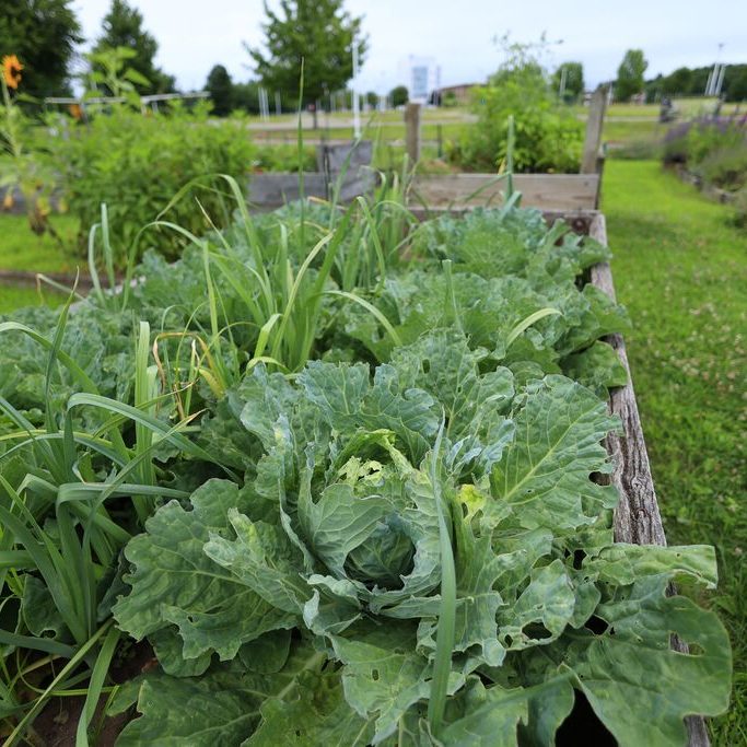 shutterstock_2655827325_gemeenschapstuin