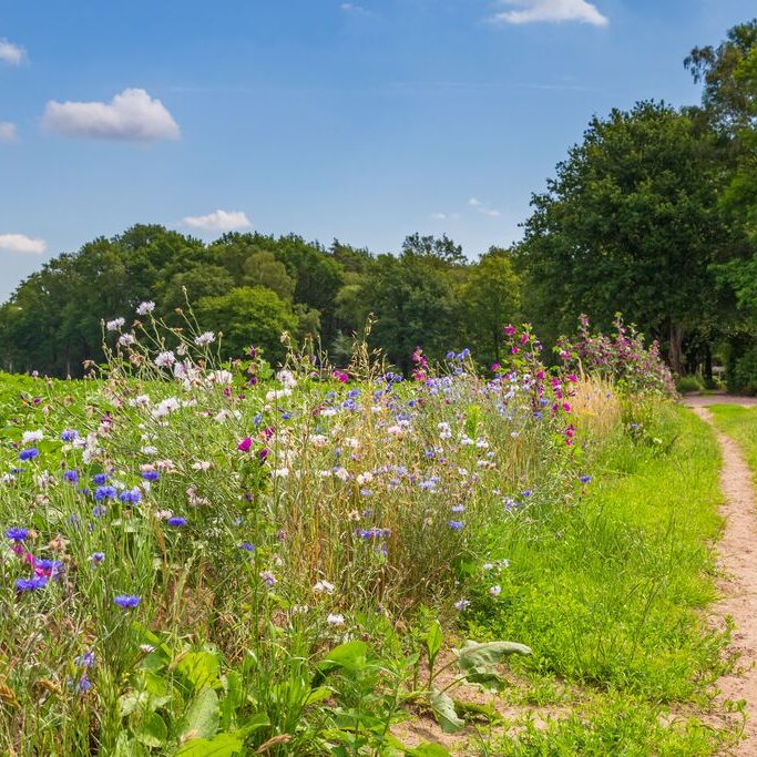 shutterstock_1766178365_biodiversiteit_akkerrand